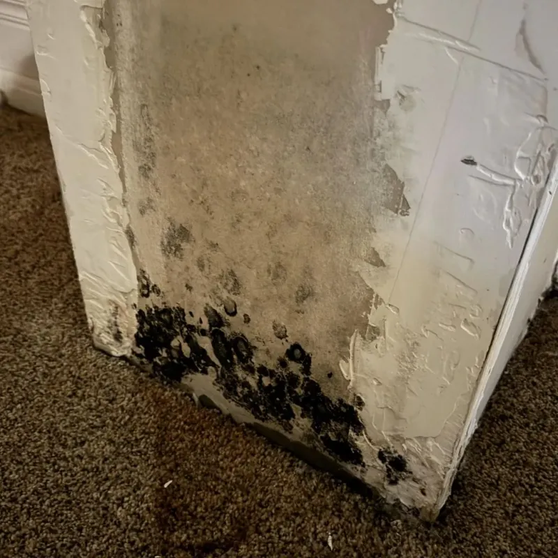 Professional Mold Removal in Umatilla, OR